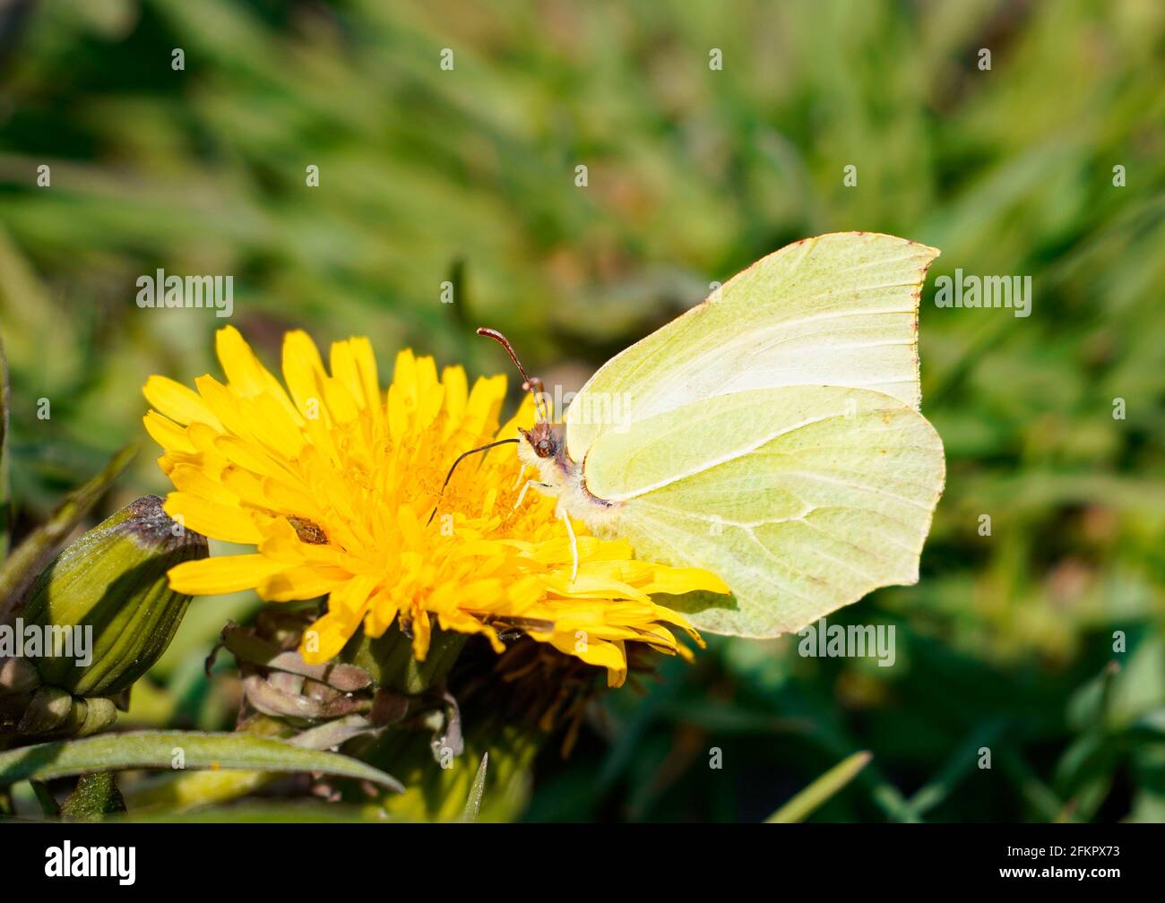 Ein Schwefel-Schmetterling sitzt auf einer gelben Dandelionenblüte und sammelt Nektar. Grünes Gras im Hintergrund. Schmetterling mit gelben Flügeln. Stockfoto