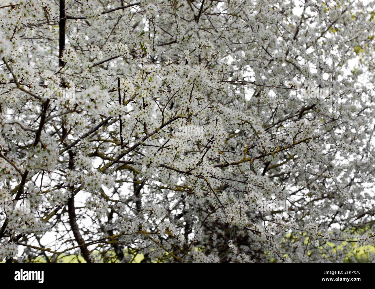 Süß duftende weiße Blüte auf einem gewöhnlichen Weißdornbaum (Crataegus monogyna) Ende April Stockfoto