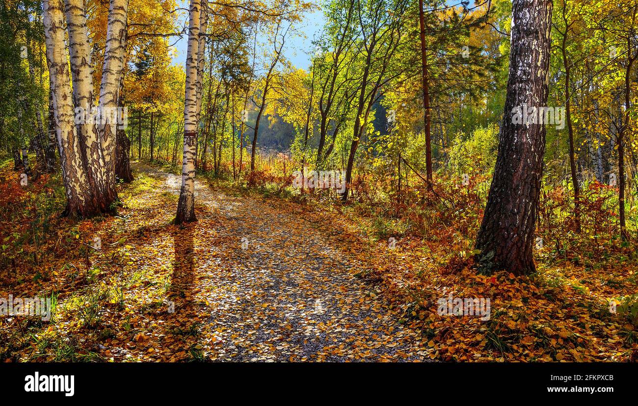 Farbenfroher Herbstbirkenwald mit hellem Sonnenlicht, Fußweg unter Birken mit weißen Stämmen und lebhaft goldenem Herbstlaub. Sonnig warm Stockfoto
