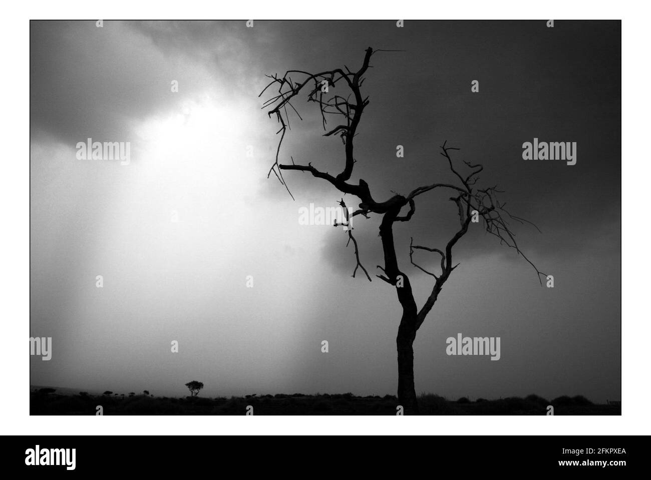Unabhängiger Weihnachtsappellan...... Integrierte ländliche Entwicklung und Naturschutz (IRDNC) in Namibia.die trockene Wüstenlandschaft Namibias wartet auf die ersten Regenfälle der Saison. Ein klarer, bakeing blauer Himmel wird langsam in ein tiefes dunkelgrau gekocht, während die Wolken in Rollen. Der Regen stürmt und sobald knochentrockene Flüsse zum Leben erwacht. Foto von David Sandison November 2004 Stockfoto