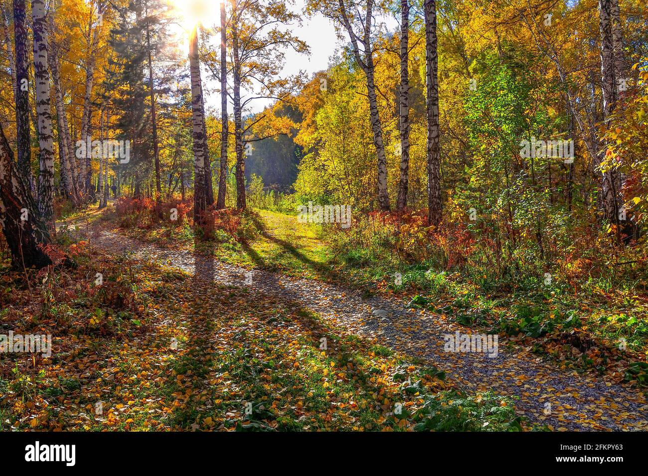 Farbenfroher Herbstbirkenwald mit hellem Sonnenlicht, Fußweg unter Birken mit weißen Stämmen und lebhaft goldenem Herbstlaub. Sonniger Herbst Stockfoto
