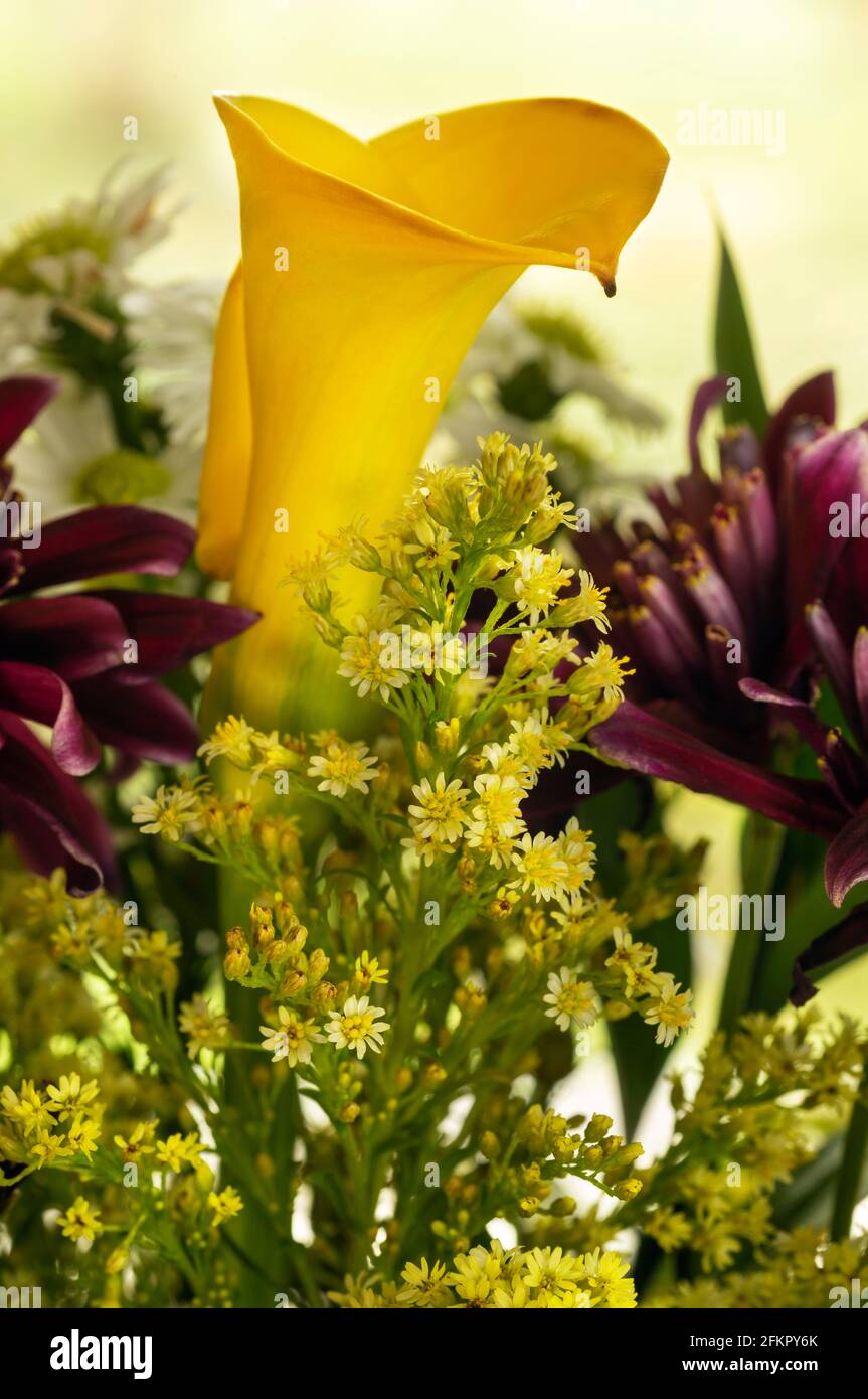 WA19504-00...WASHINGTON - Gold Star Hybrid Calla Lily in einem floralen Arrangement mit mehreren zusammengesetzten Blumen. Stockfoto