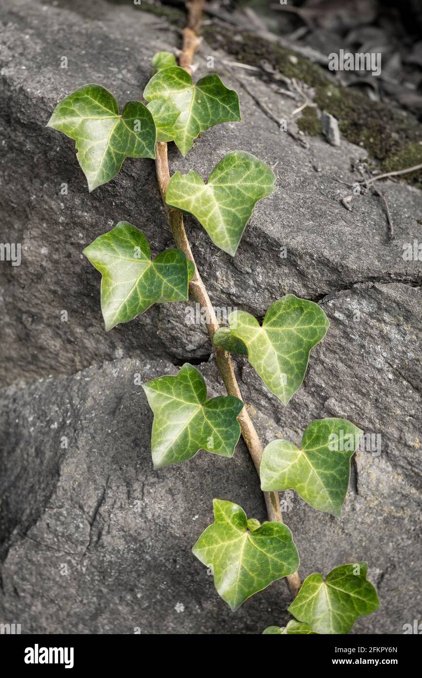 WA19505-00...WASHIGTON - Efeu wächst auf einer Felswand. Stockfoto