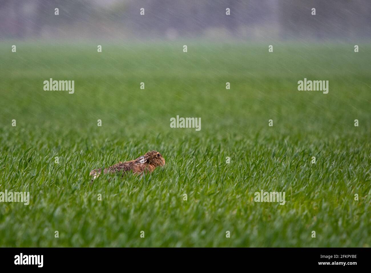 Brauner Hase - Lepus europaeus - im Regen auf Ackerfeld mit Kopierraum - Schottland, Vereinigtes Königreich Stockfoto