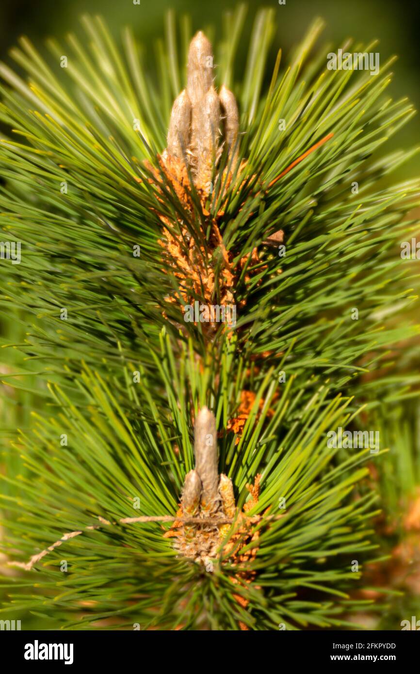 WA19520-00...WASHINGTON - Kerzen auf einer Kiefer. Stockfoto