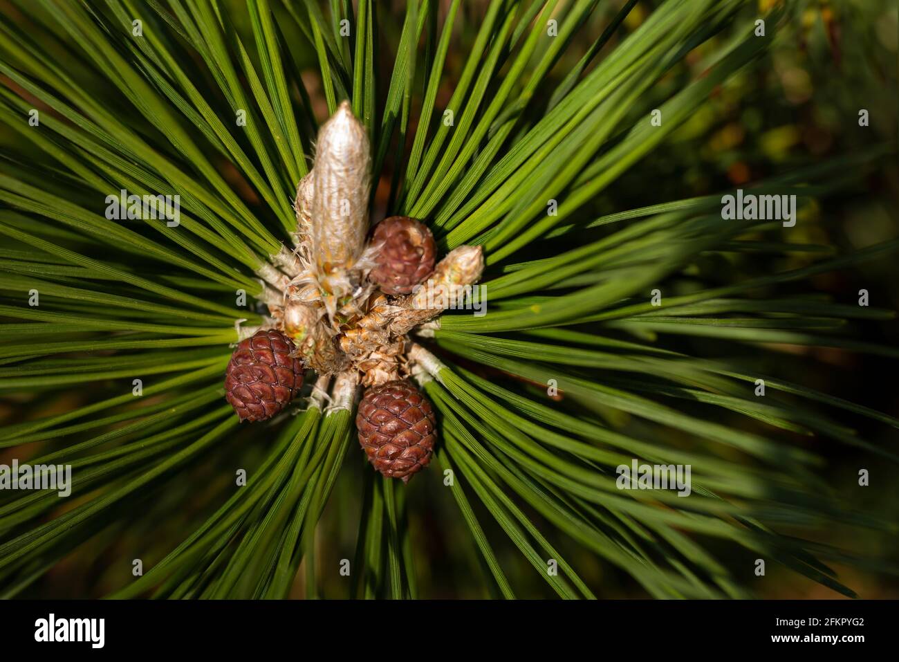 WA19528-00...WASHINGTON - Kiefernnadeln mit einer Birghtkerze und Zapfen in der Mitte, die neues Wachstum auf dem Baum zeigen. Fotografiert mit einem Lensbaby Vel Stockfoto