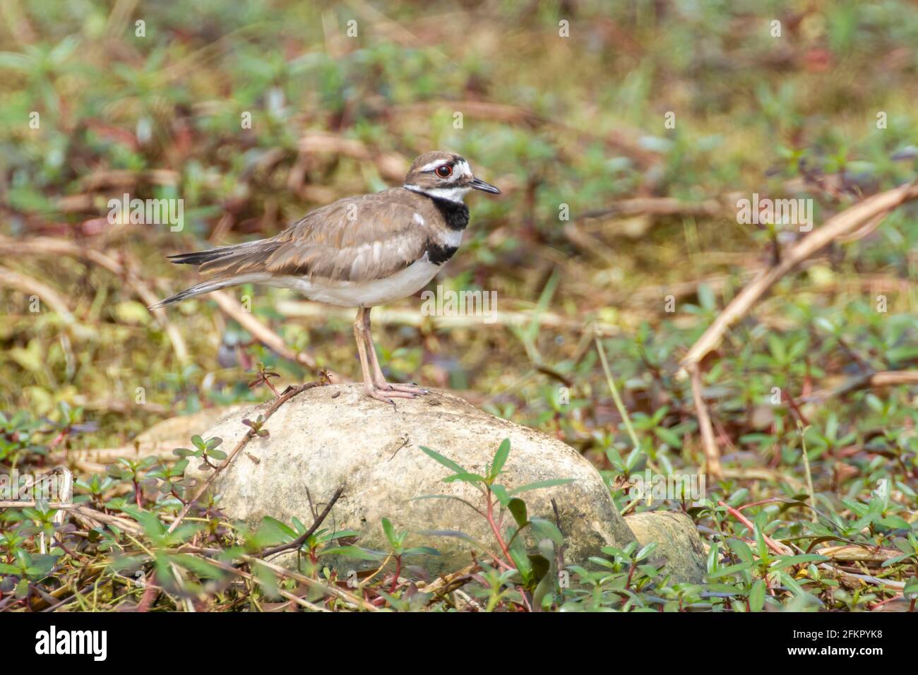 killdeer, Charadrius vociferus, alleinerziehend auf kleinem Stein stehend, Kuba Stockfoto