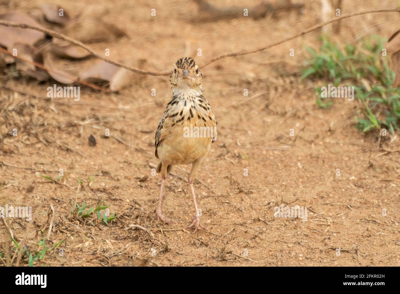 Jerdon-Lerche oder Jerdon-Busch-Lerche, Mirafra affinis, alleinstehender Erwachsener auf sandigen Böden, Sri Lanka Stockfoto