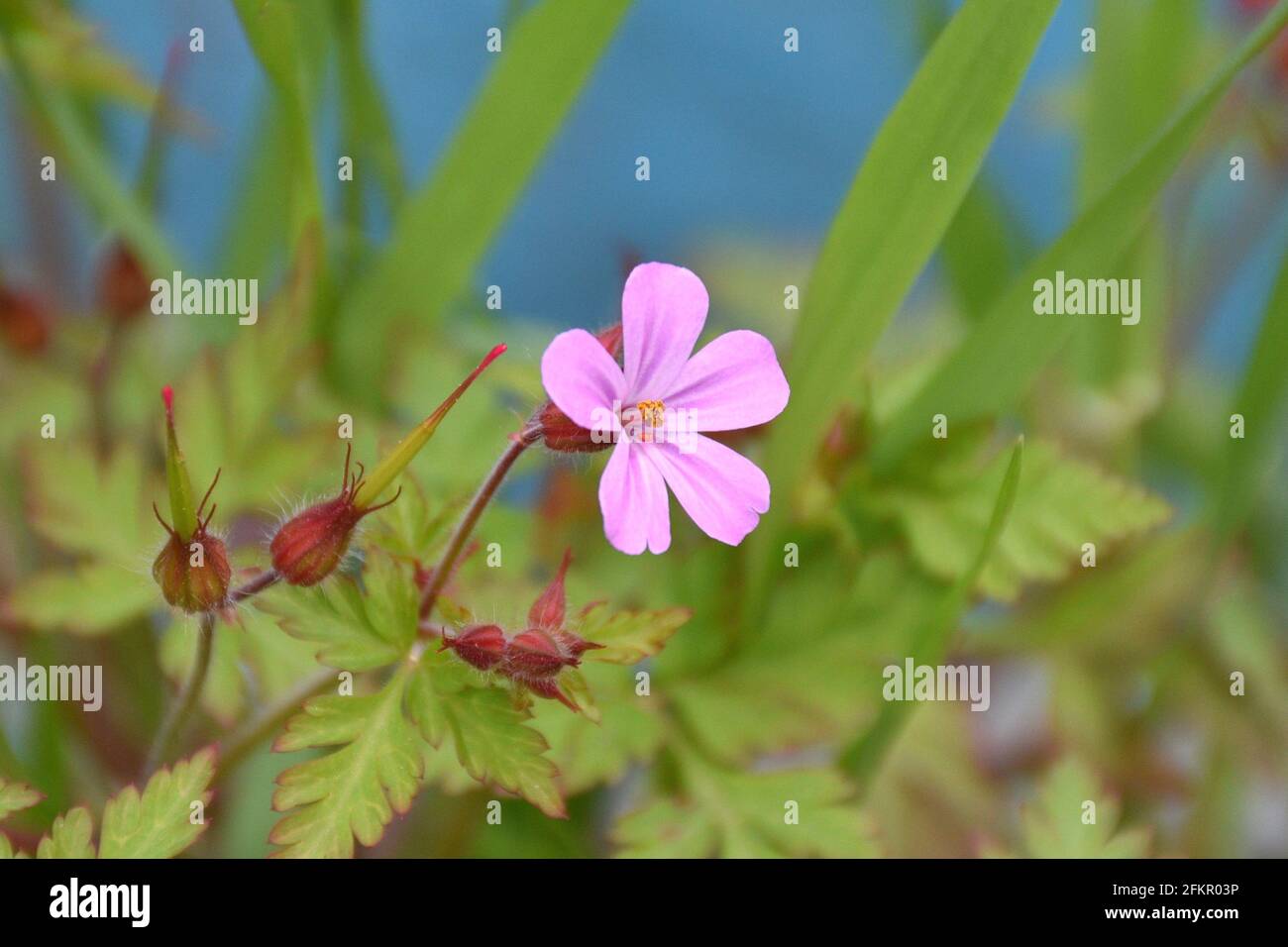 Rosa und violette Blume von Geranium robertianum. Die Pflanze befindet sich an der Seite eines Waldtraßes neben einem Fluss. Sonniger Tag in Munilla, La Rija, Spanien. Stockfoto