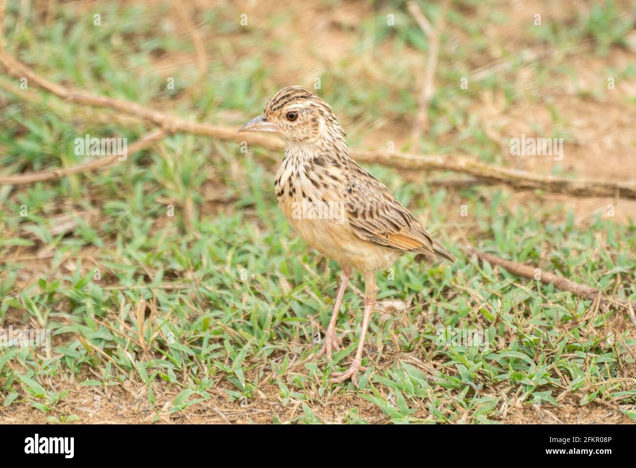 Jerdon-Lerche oder Jerdon-Busch-Lerche, Mirafra affinis, alleinstehender Erwachsener auf sandigen Böden, Sri Lanka Stockfoto