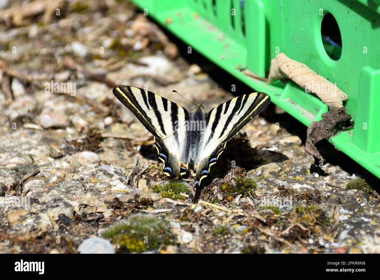 Schmetterling Iphiclides Podalirius. Es handelt sich um eine Art von Lepidoptera ditrisio aus der Familie der Papilionidae, die in der paläarktischen Region weit verbreitet ist Stockfoto