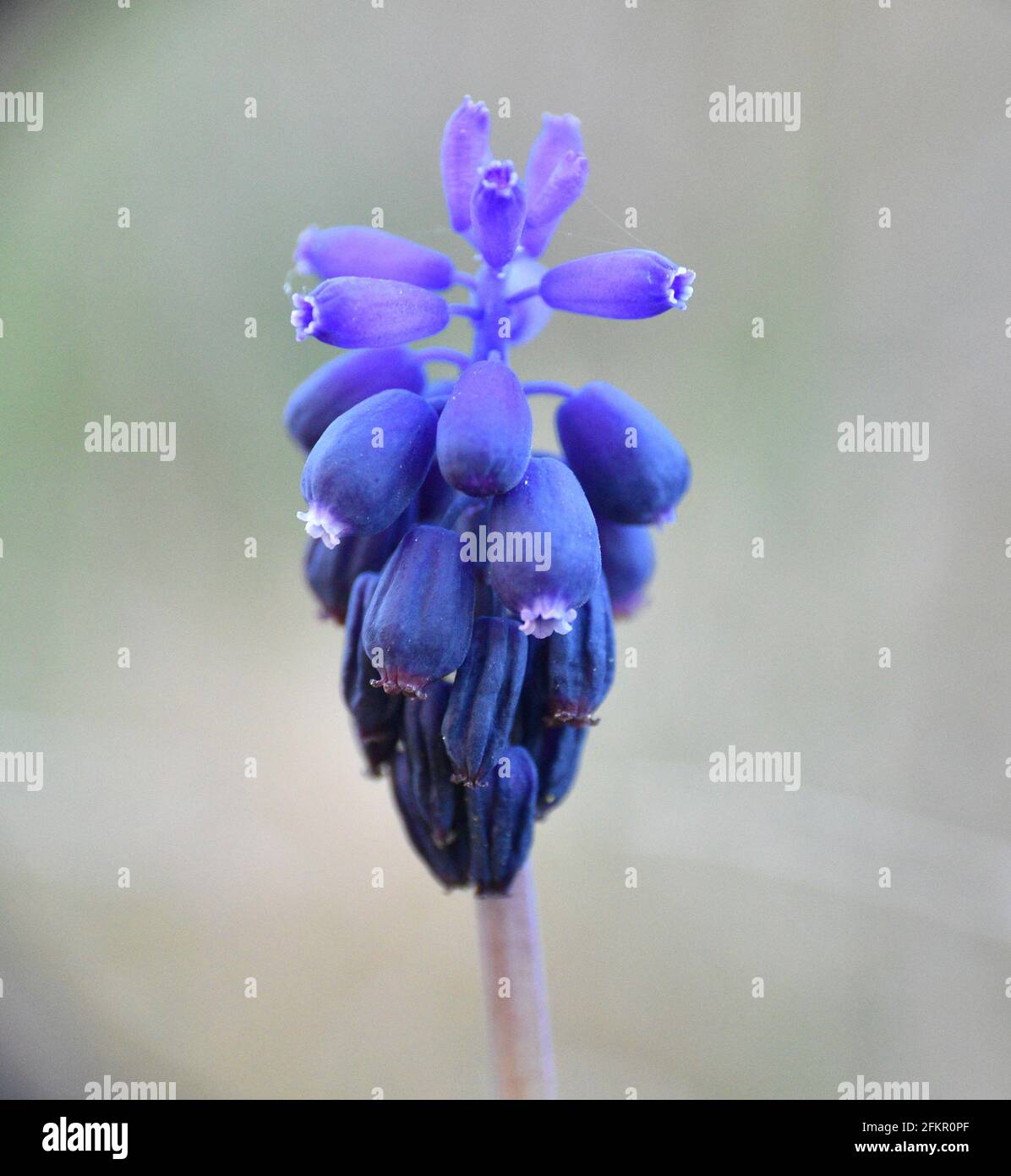 Dunkelblaue Blüten von Muscari vernachlässctum. Pflanze befindet sich neben einem Waldweg in Munilla, La Rja, Spanien. Stockfoto