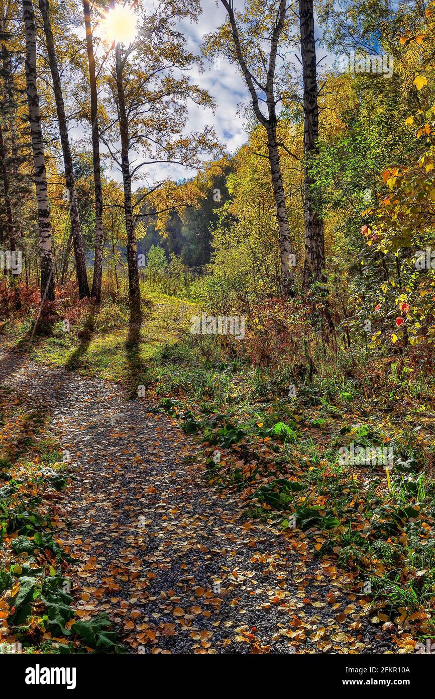 Farbenfroher Herbstbirkenwald mit hellem Sonnenlicht, Fußweg unter Birken mit weißen Stämmen und lebhaft goldenem Herbstlaub. Sonniger Herbst Stockfoto