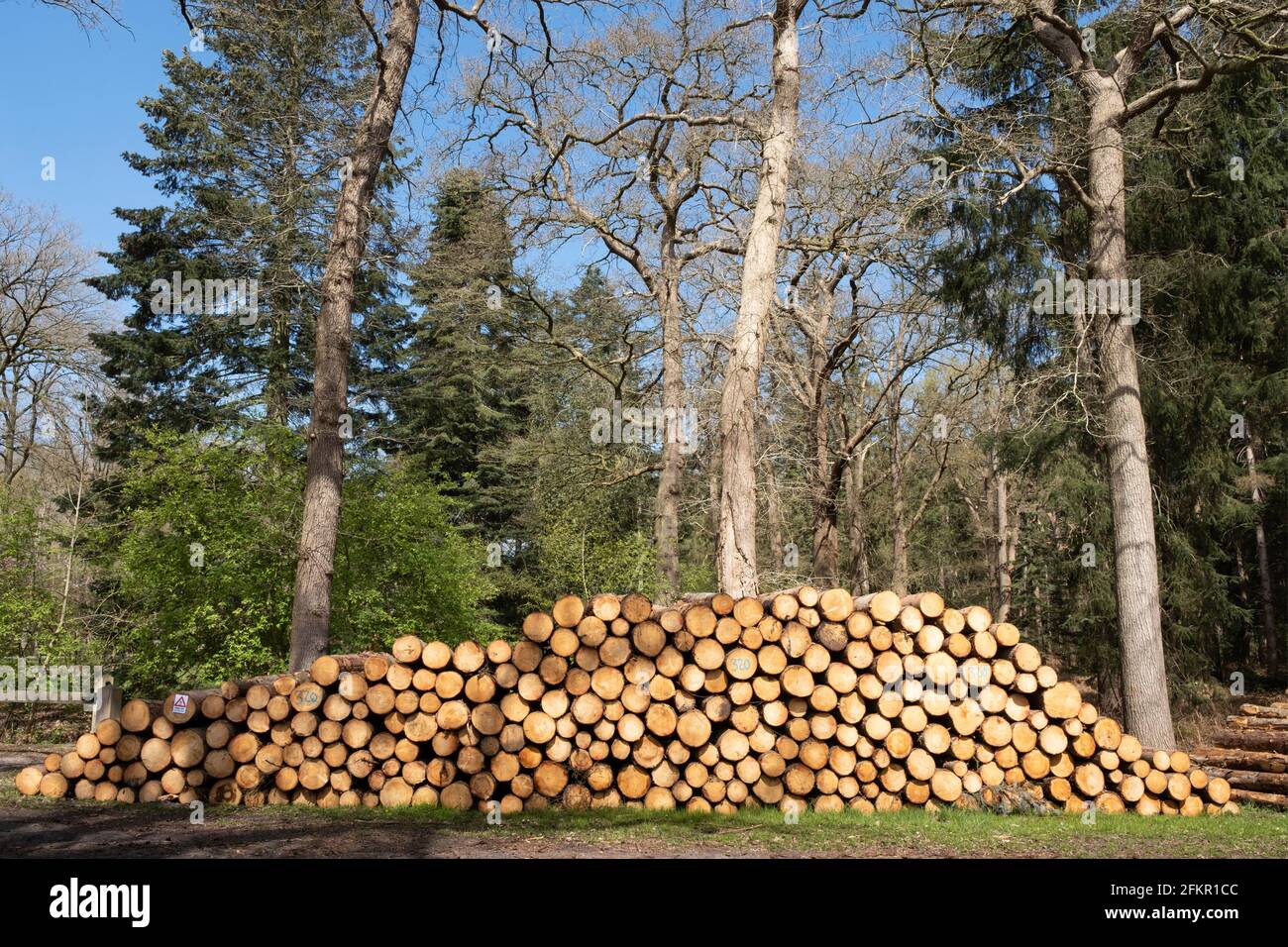 Abgesägte Baumstämme werden in einem Wald im gestapelt Niederlande für die Holzindustrie oder zum Verbrennen Biomasseanlagen Stockfoto