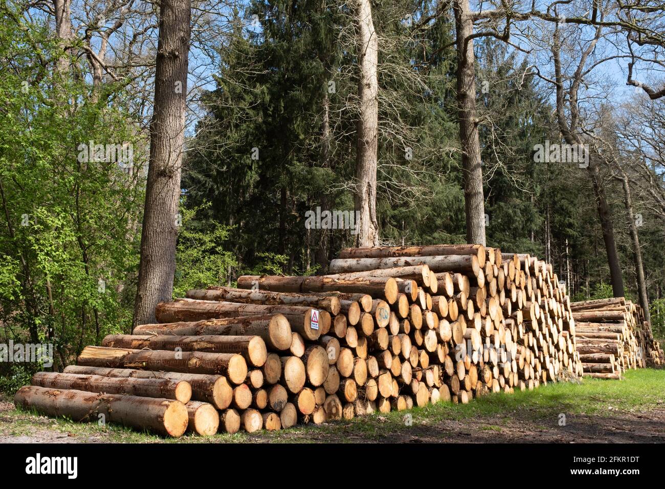 Abgesägte Baumstämme werden in einem Wald im gestapelt Niederlande für die Holzindustrie oder zum Verbrennen Biomasseanlagen Stockfoto