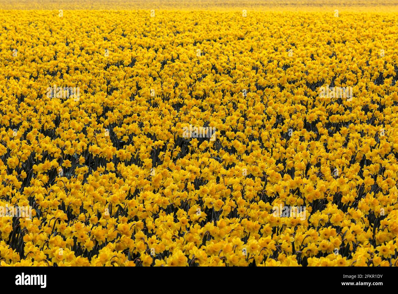 WA19553-00...WASHINGTON - EIN kommerzielles Feld von Narzissen in der Nähe des Mount Vernon. Stockfoto