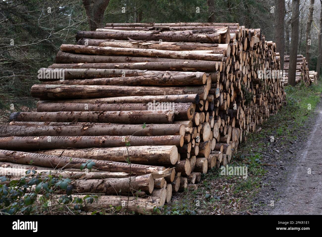 Abgesägte Baumstämme werden in einem Wald im gestapelt Niederlande für die Holzindustrie oder zum Verbrennen Biomasseanlagen Stockfoto