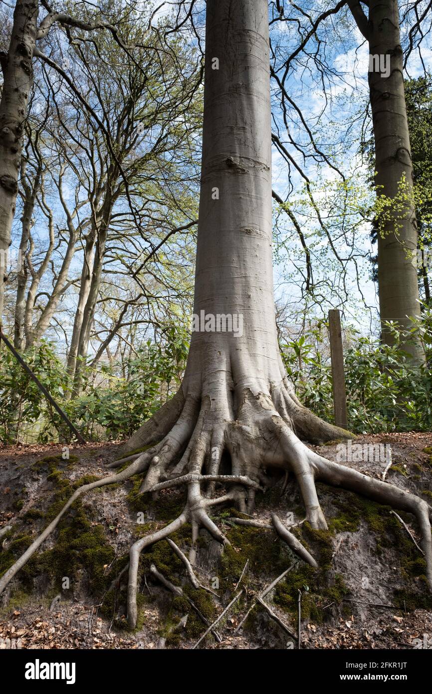 Freiliegende starke Wurzeln eines hohen Baumes erstrecken sich entlang und Unter dem Boden in einer Parklandschaft Stockfoto