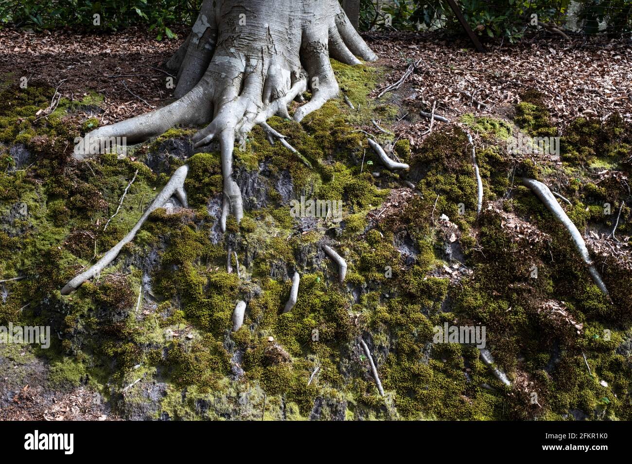 Halbexponierte Wurzeln eines Baumes, die durch ein Substrat kriechen Von Moos und Erde Stockfoto