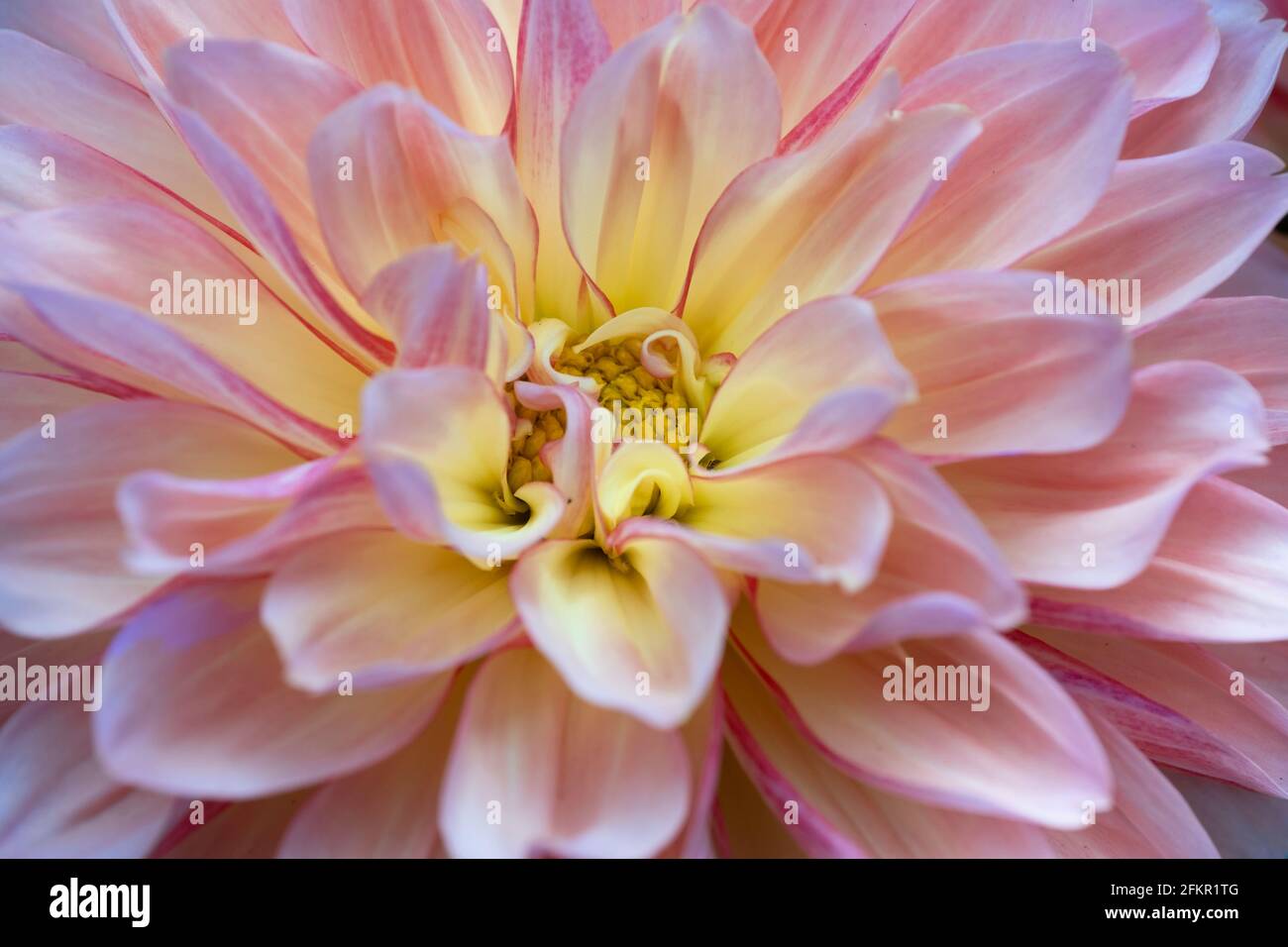 Nahaufnahme einer blühenden rosafarbenen, gelben Dahlia-Blume. Konzentrieren Sie sich auf das gelbe Zentrum der Dahlie Stockfoto