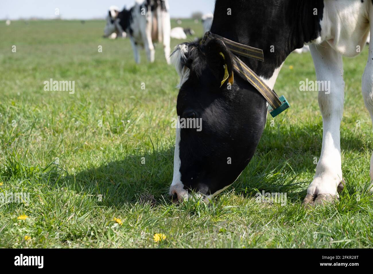 Kopf einer friedlich grasenden schwarz-weißen friesischen Kuh mit Kragen von der Seite aus gesehen. Im Hintergrund andere Kühe in der niederländischen Weidelandschaft Stockfoto