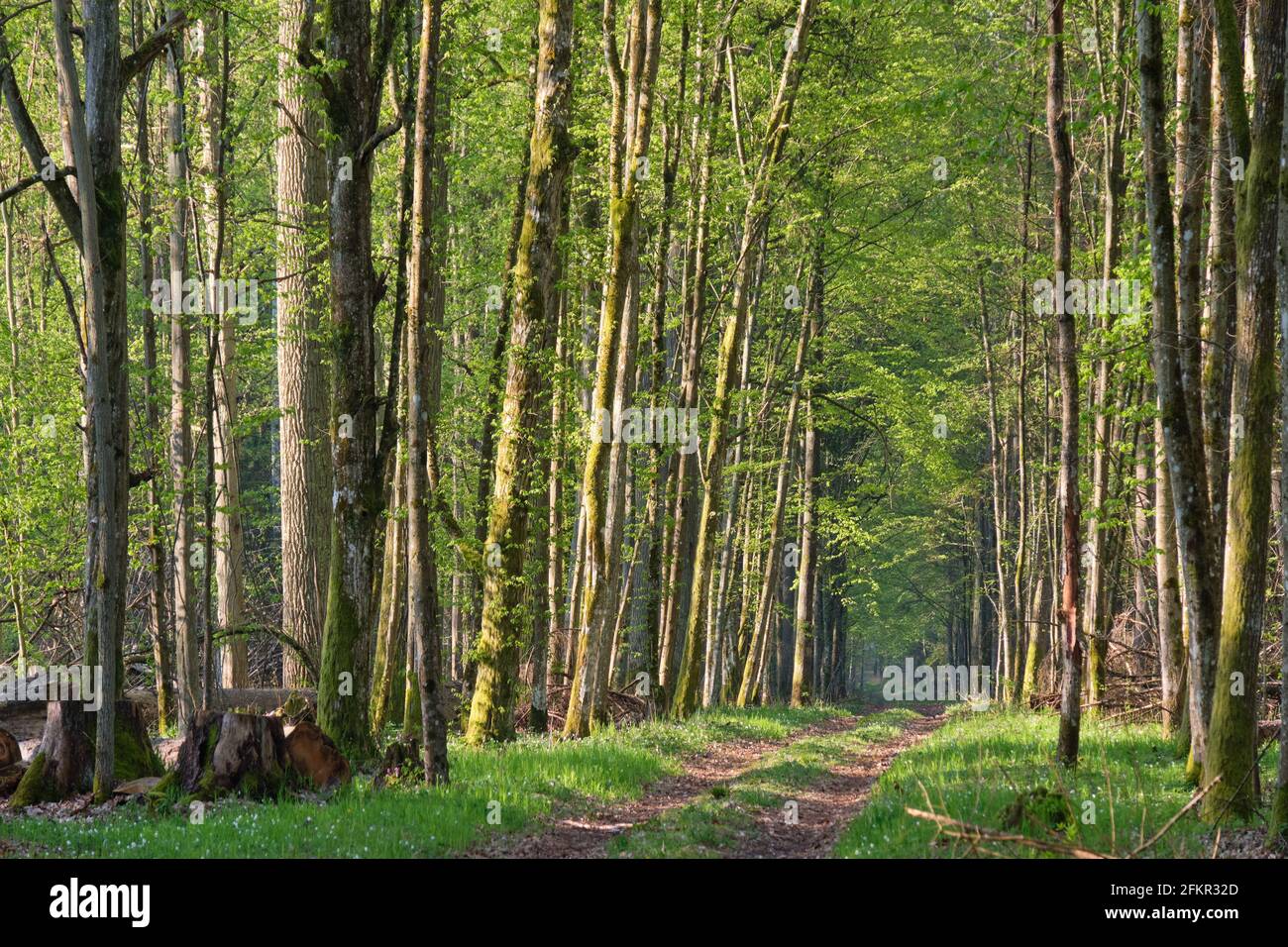 Landstraße über frischen grünen Frühlingswald in Surise, Bialowieza Forest, Polen, Europa Stockfoto