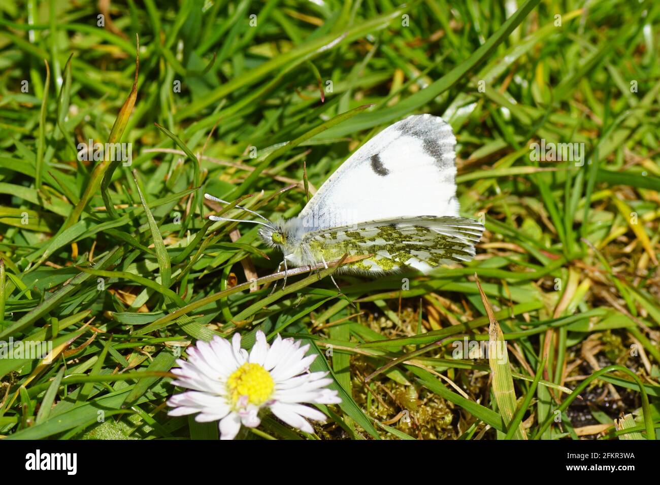 Weibliche orangefarbene Spitze (Anthocharis cardamines), Familie Pieridae. Auf Gras im Rasen mit Gänseblümchen. Holländischer Garten. Niederlande, Frühling, Mai Stockfoto