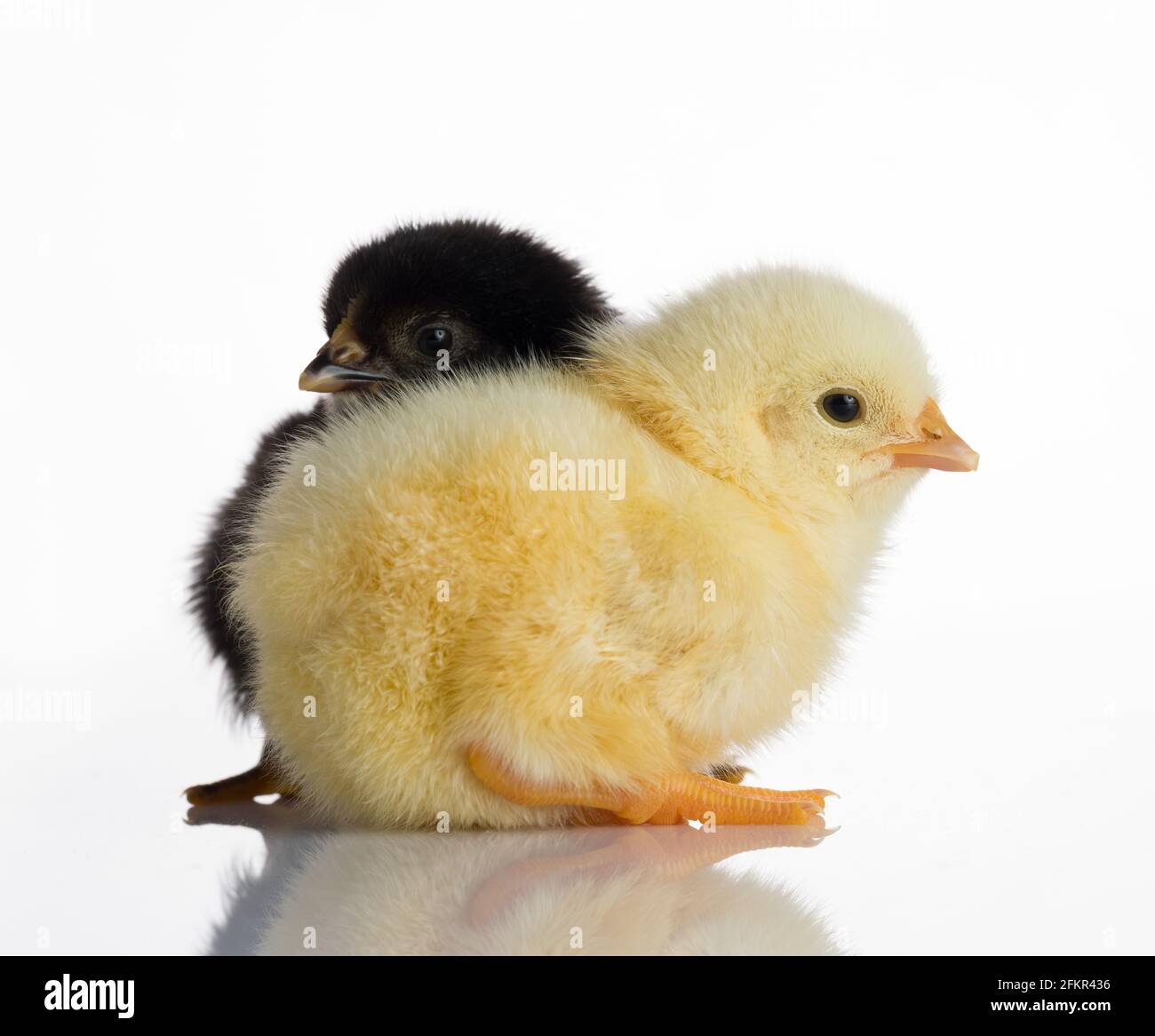 Zwei Babyküken auf weißem Spiegeltisch Stockfoto