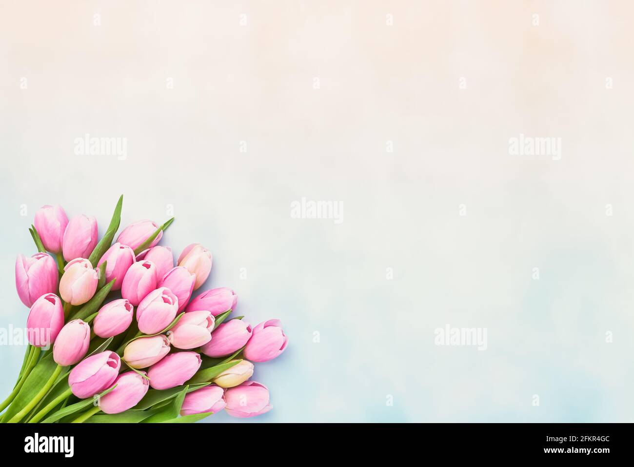 Bouquet von rosa Tulpenblüten auf einem pastellfarbenen Hintergrund, selektiver Fokus. Muttertag, Bachelorette, Geburtstagsfeier Konzept. Draufsicht, Kopierbereich f Stockfoto