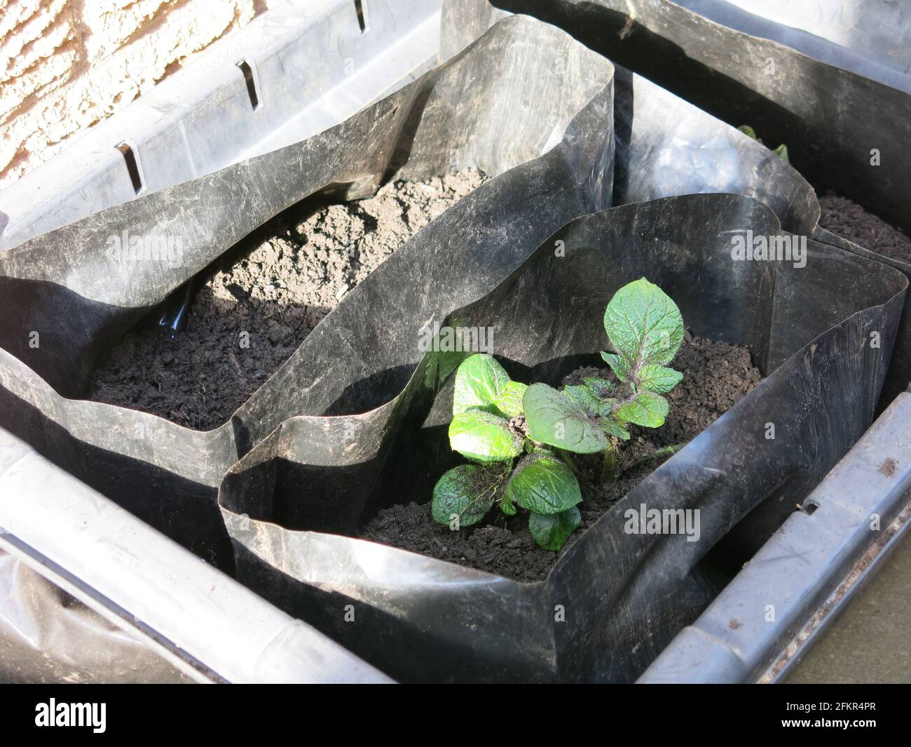 Man braucht nicht viel Platz, um seine eigenen Kartoffeln anzubauen: Erste Ohrstöpsel wie Pentland Javelin wachsen in kleinen schwarzen Säcken in einem recycelten Abfalleimer. Stockfoto