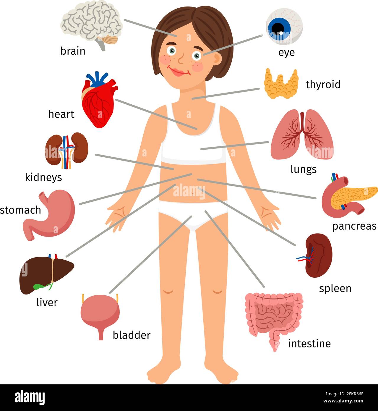 Innere Organe des Mädchens. Weibliche menschliche innere Organe auf Mädchen Körper Infografik Diagramm für Kinder Bildung, Vektor-Illustration auf weißem Hintergrund Stock Vektor