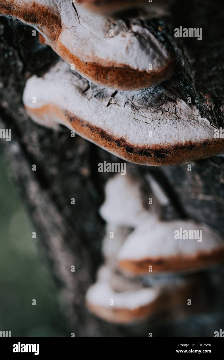 Selektive Fokusaufnahme eines Hufpilzes auf einem Baumstamm Stockfoto