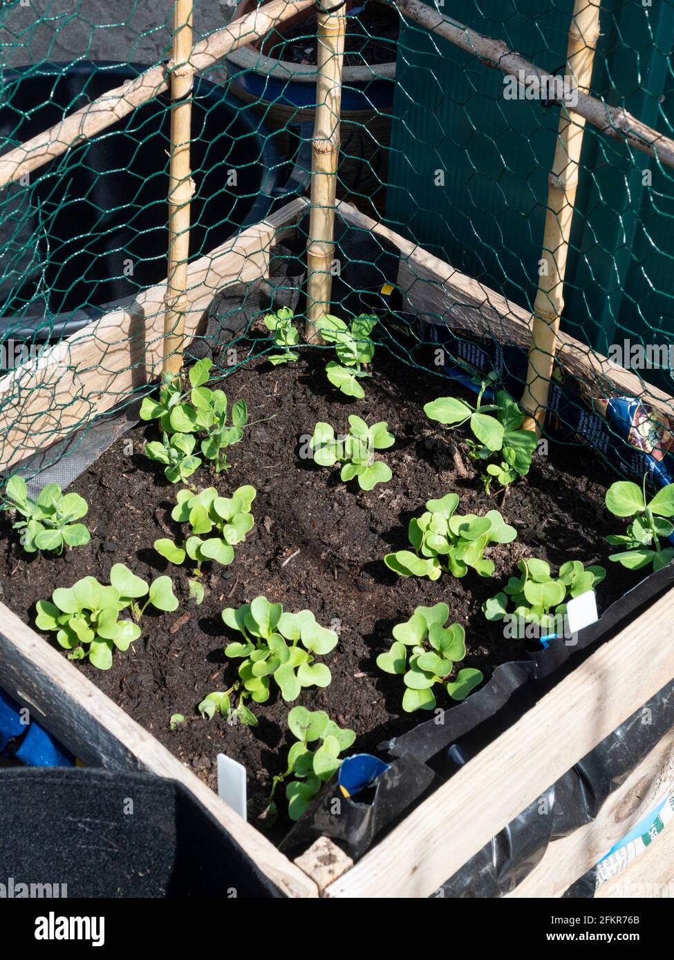 Holzkiste, die als kleiner Gemüsegarten-Container fungiert. Die Pflanzung erfolgt mit Rettich „French Breakfast 3“ und Erbsengras „Alderman“ Stockfoto