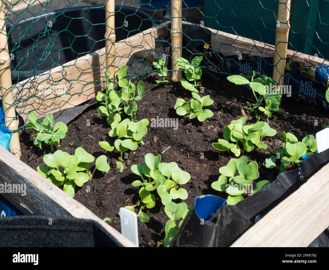 Holzkiste, die als kleiner Gemüsegarten-Container fungiert. Die Pflanzung erfolgt mit Rettich „French Breakfast 3“ und Erbsengras „Alderman“ Stockfoto