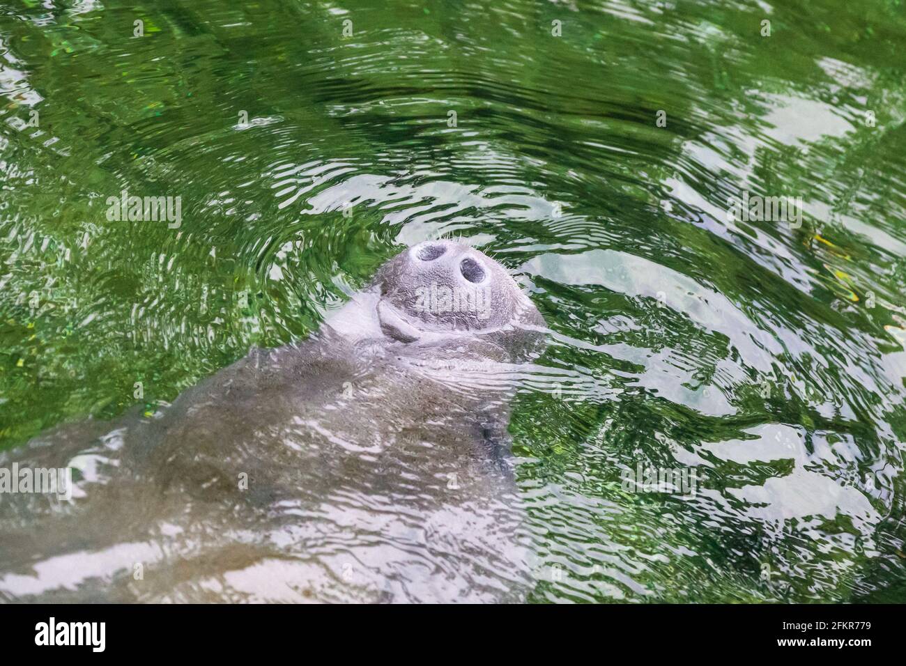 Niedliche Seekühe ragt aus der Nase aus dem Wasser aus der Nähe Stockfoto