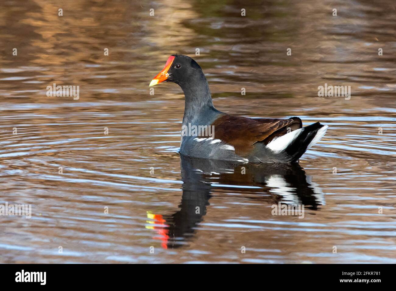 Nette gemeine Gallinule Ente schwimmt im Teich Porträt aus nächster Nähe Stockfoto