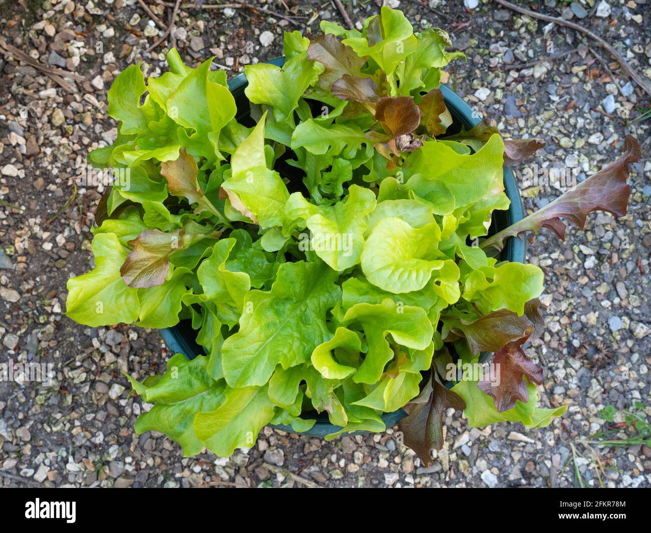 Rote und grüne Salatblätter 'Lollo Rosso' gemischt „Cut and Come Again“-Salat wächst Stockfoto