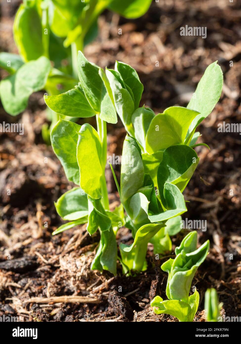 Auftauchende Pflanzlinge aus Gartenerde Pisum sativum 'Meteor' im Frühjahr In einem Bio-Hochbett Stockfoto