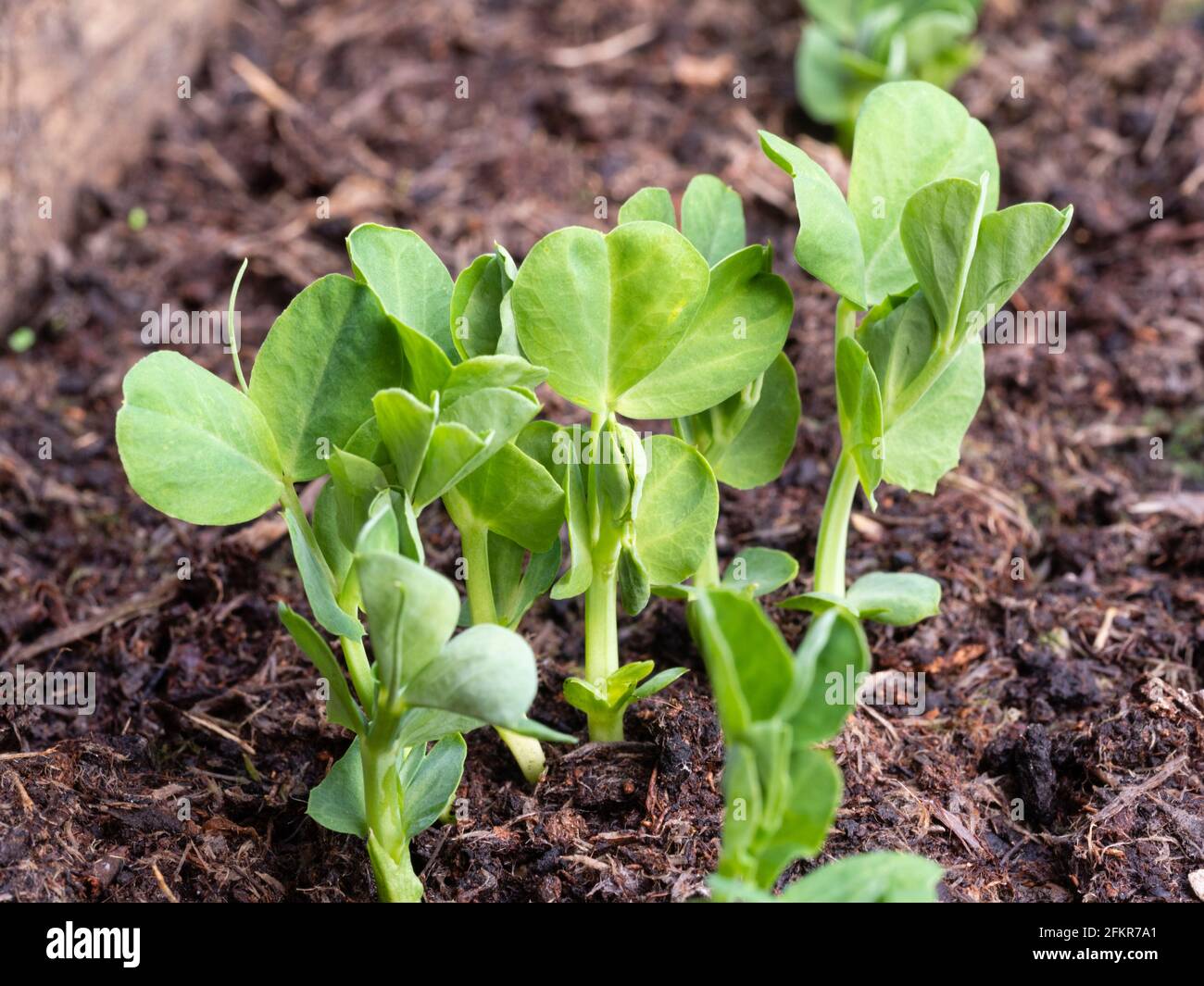 Auftauchende Pflanzlinge aus Gartenerde Pisum sativum 'Meteor' im Frühjahr In einem Bio-Hochbett Stockfoto