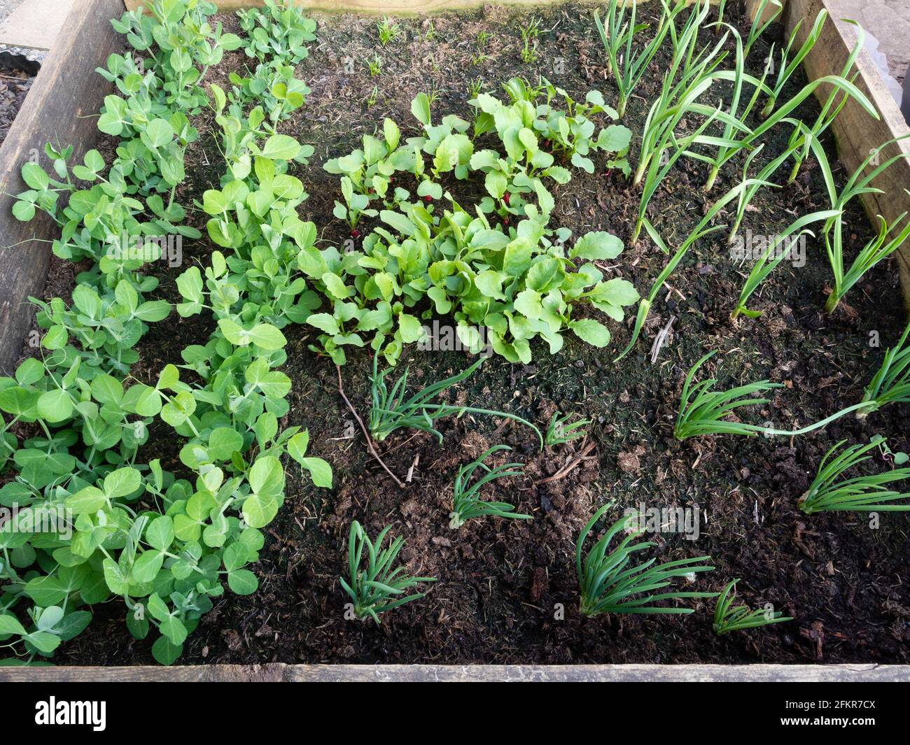 Gemüsebeet im frühen Frühjahr mit frühen Erbsen, Rettich, Schalotten, Knoblauch und Karotten gepflanzt Stockfoto