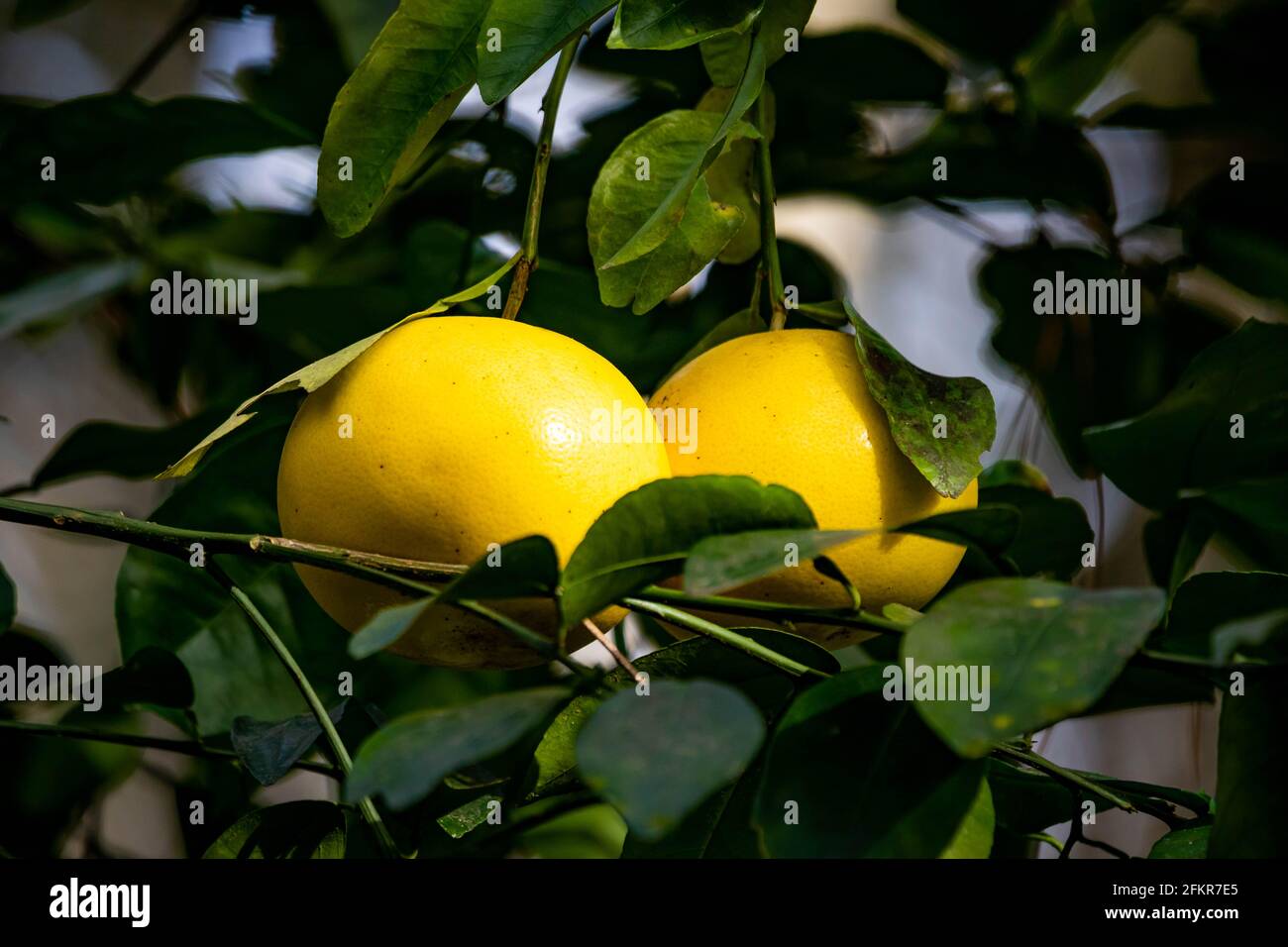 Grapefruit aus nächster Nähe wächst auf Bäumen bei Sonnenfrüchten Stockfoto
