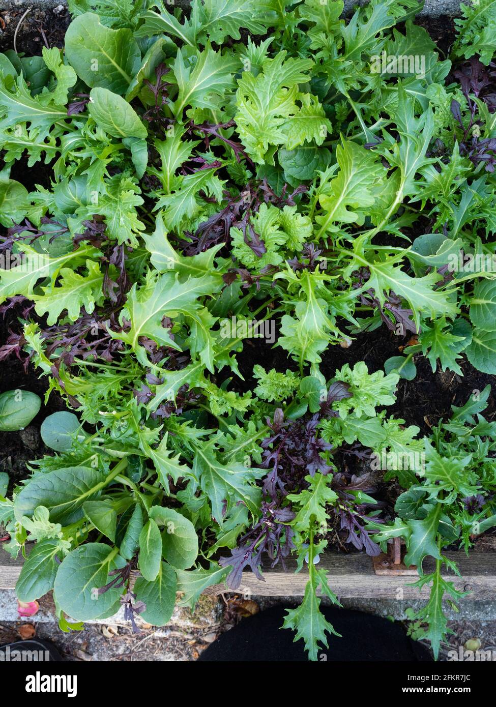 Gemischte Blätter aus Rucola, mizuna, pak Choi und Senf, die in einem kleinen Hochbett wachsen, um den Salat „Cut and Come Again“ zu schneiden Stockfoto