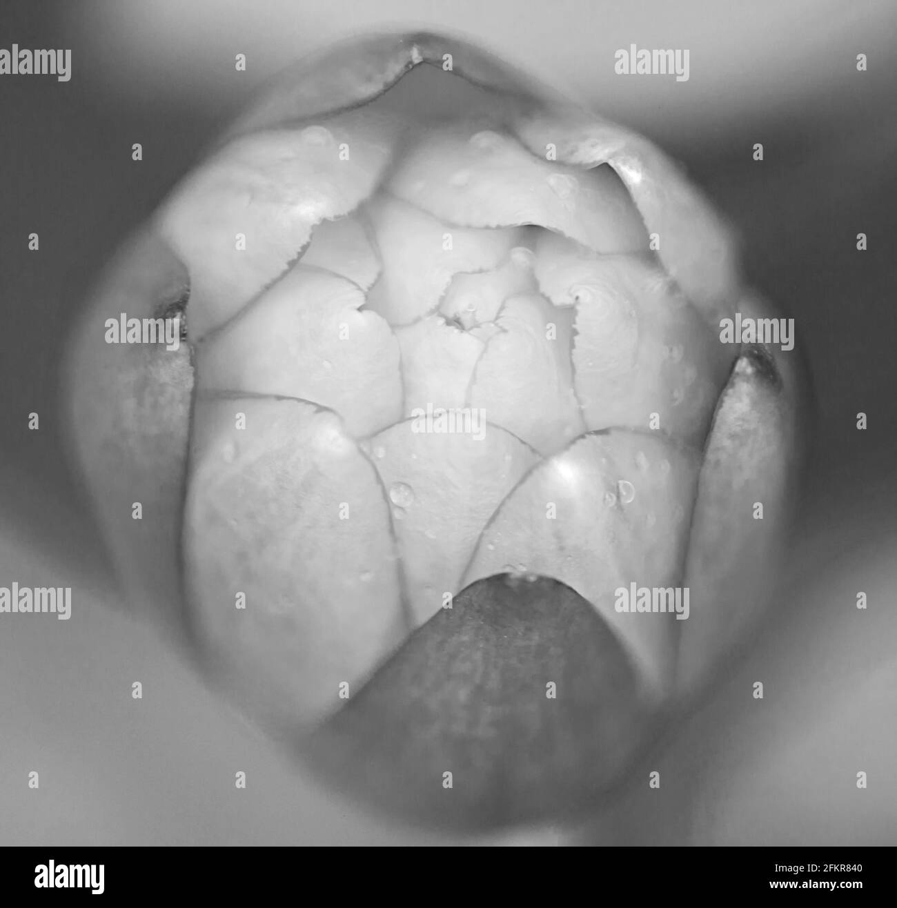 Monochrome Knospe von Nymphaea caerulea 13922 BW Stockfoto
