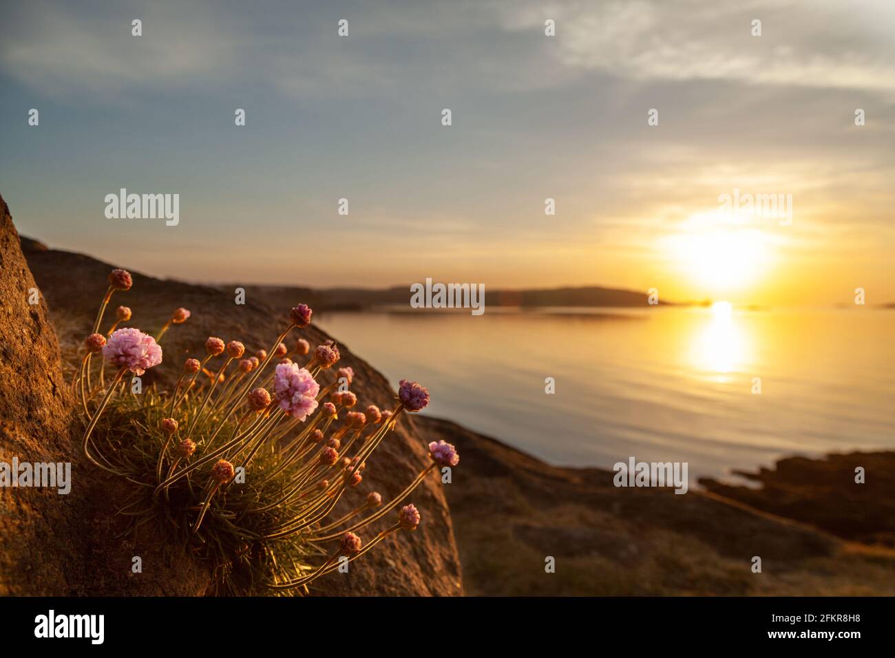 Seethrift ( Armeria maritima ) bei Sonnenaufgang in Dalgety Bay, Fife, Schottland. Stockfoto