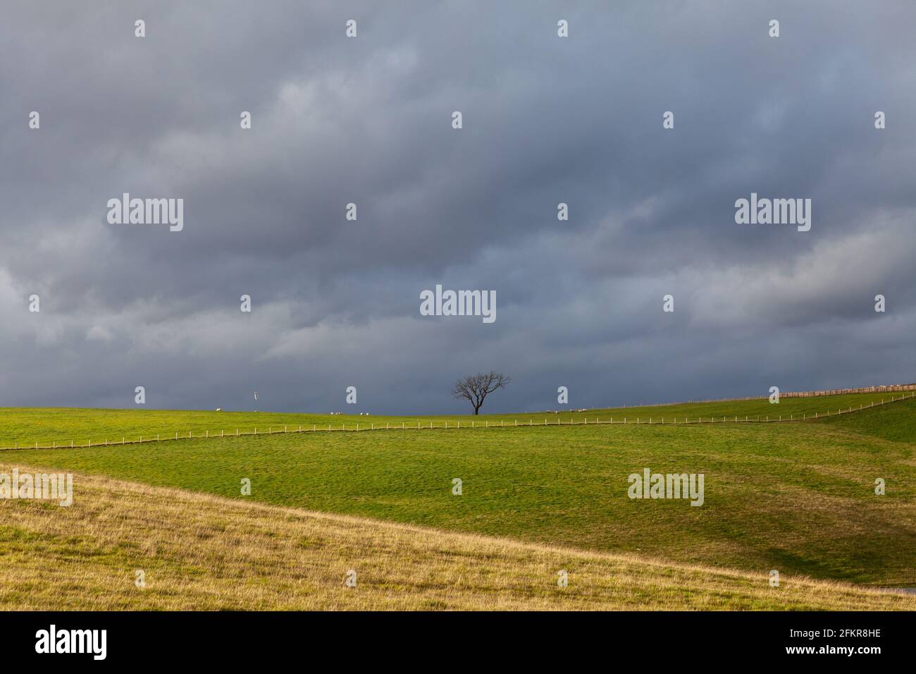 Ein einziger Baum vor dunklem Himmel auf dem ehemaligen Tagebaugelände in Muir Dean in der Nähe von Crossgates, Fife, Schottland Stockfoto