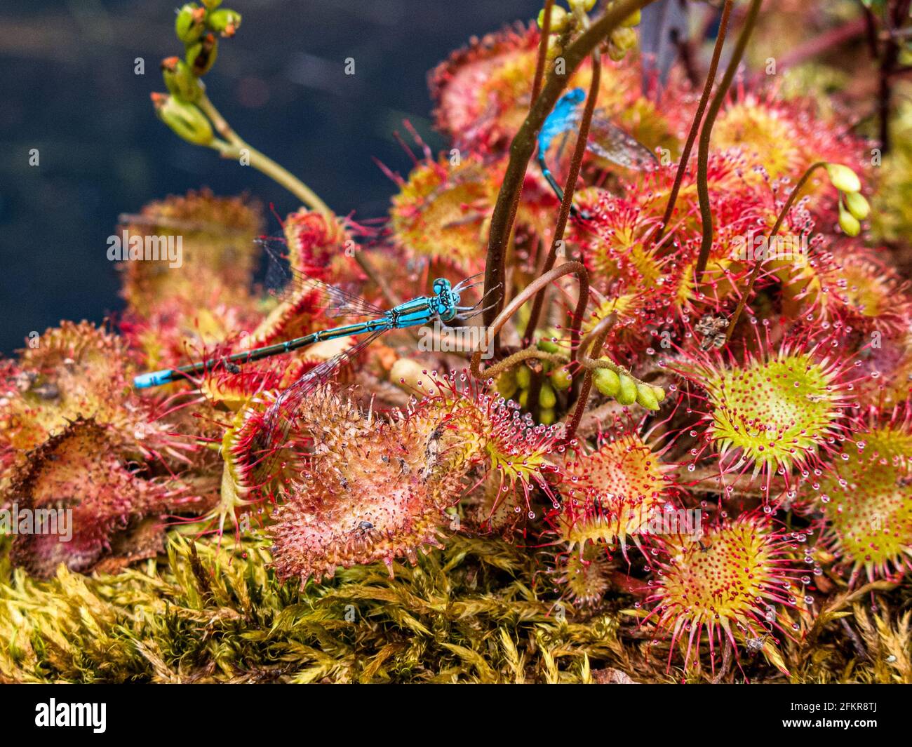 Nordbluet-Damselfliege, die auf einer rundblättrigen Sonnentaue-Pflanze gefangen wird (Drosera rotundifolia) Stockfoto