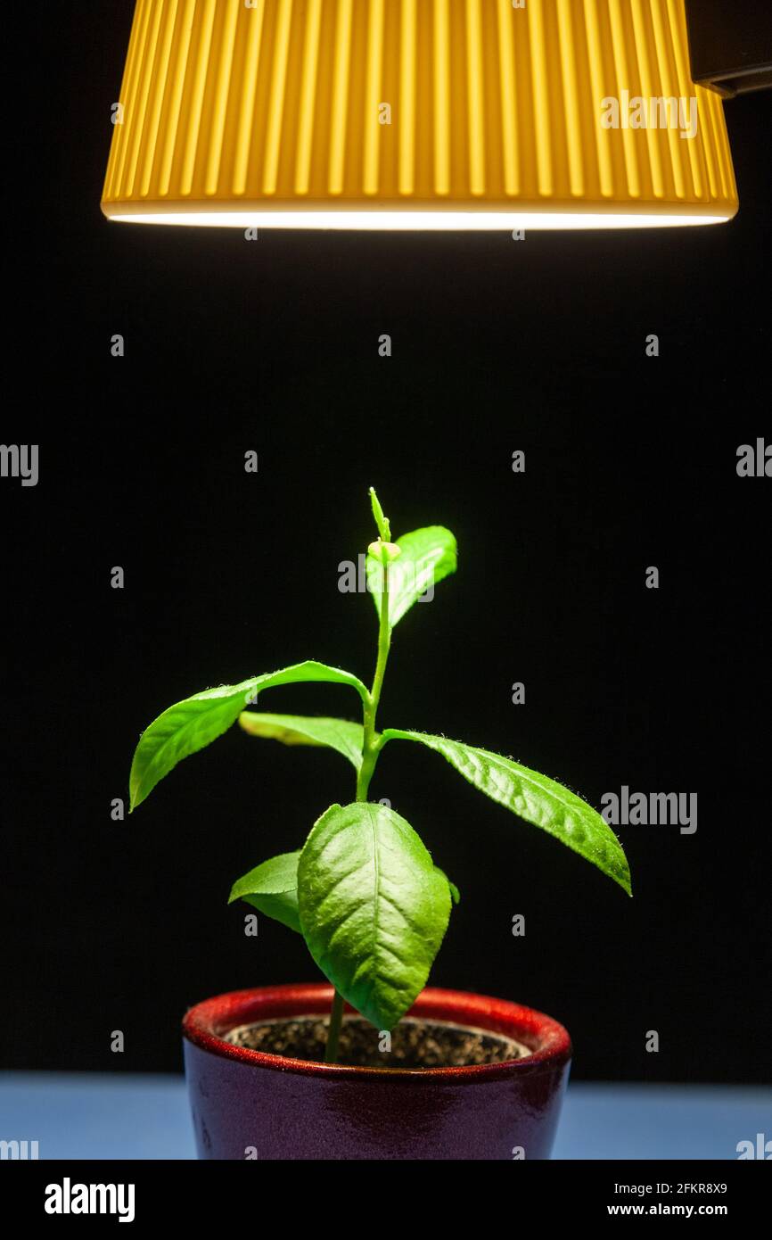 Eine Pflanze, die unter künstlichem Licht wächst Stockfoto