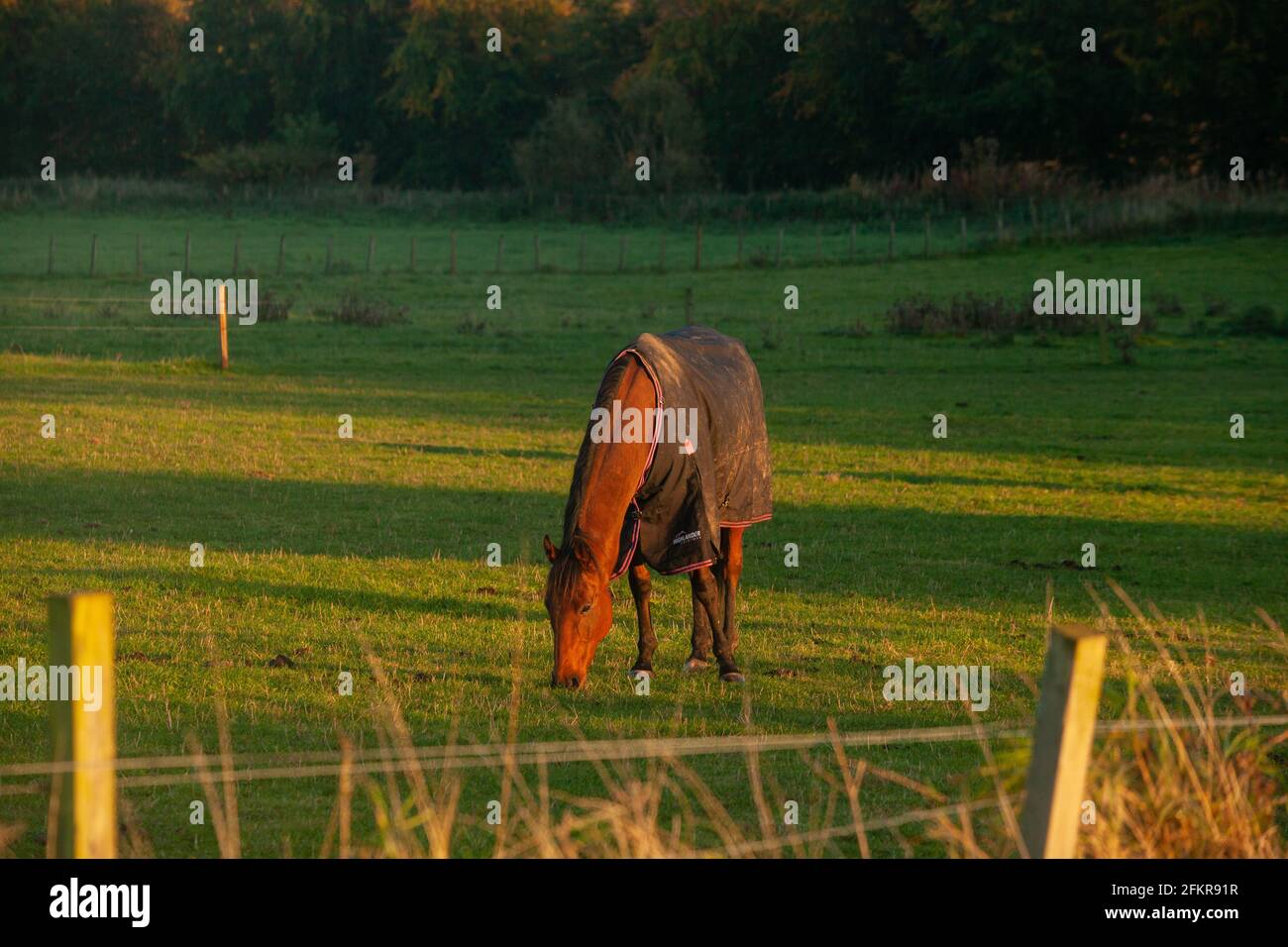 Ein einziges Pferd im goldenen Licht der untergehenden Sonne, das Gras frisst. Stockfoto