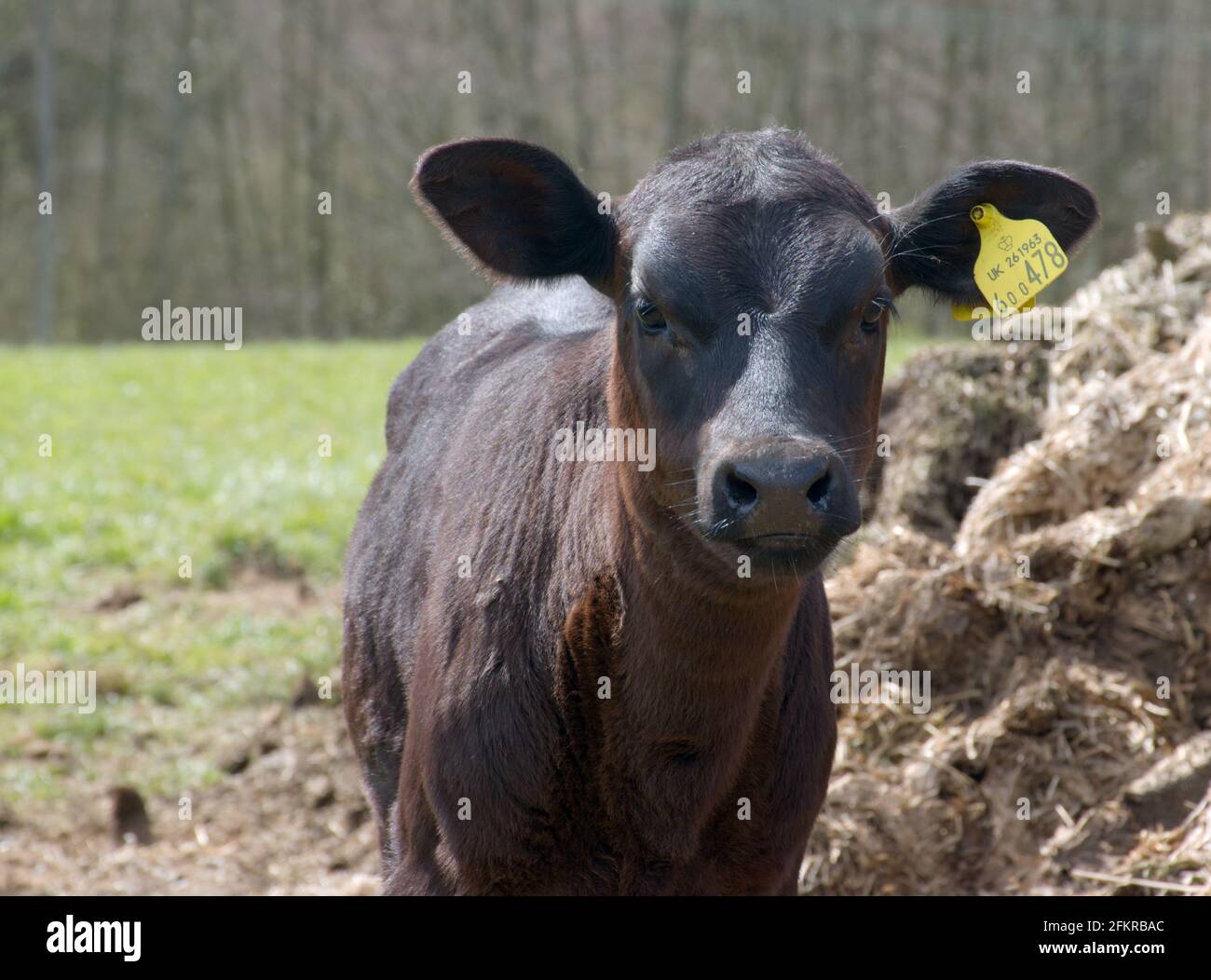 Ein braunes Kalb, das neugierig auf einem Feld in Sussex, England, Großbritannien, aussieht. Stockfoto