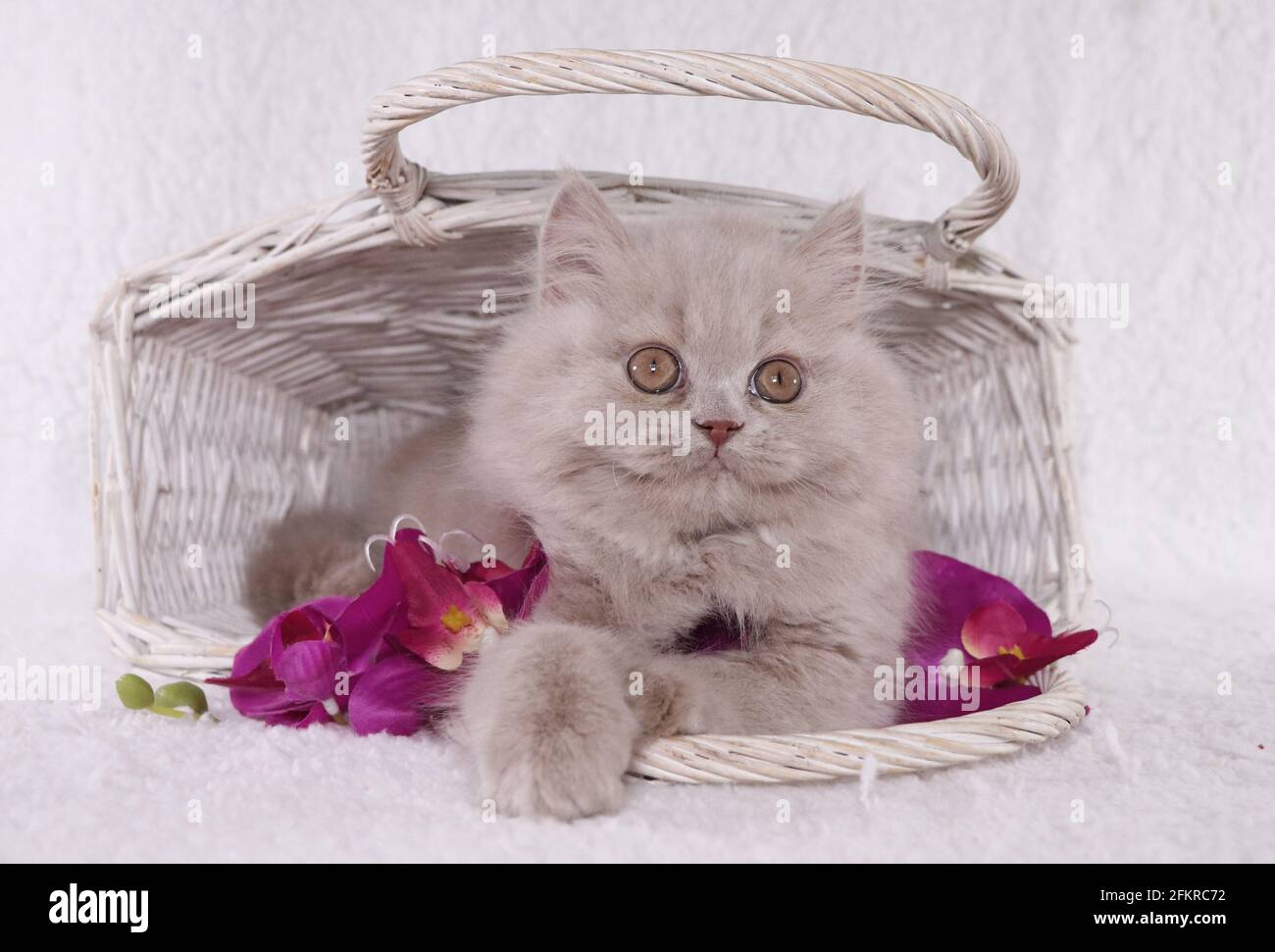 Simba the British Longhair , posiert mit Orchidee Stockfoto